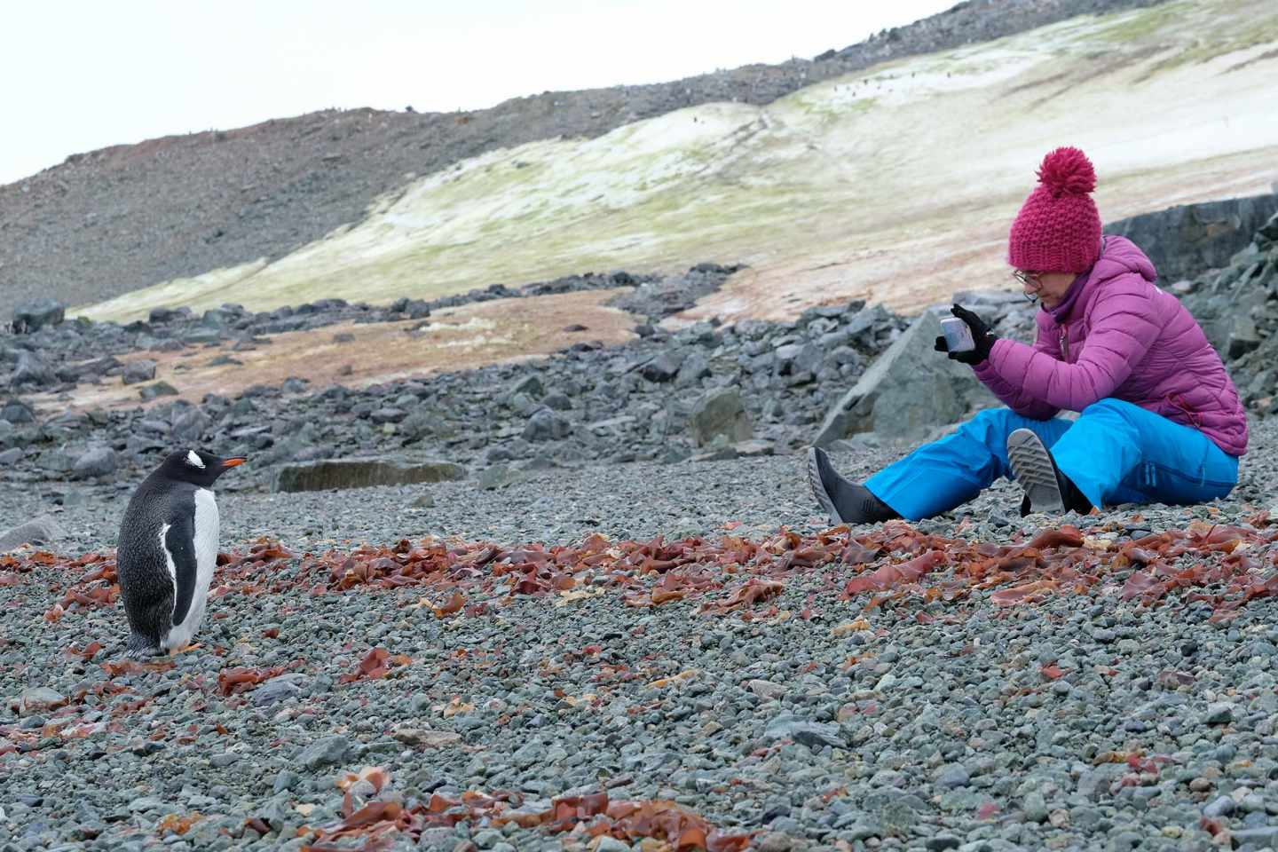 Fotografiando un pingüino.