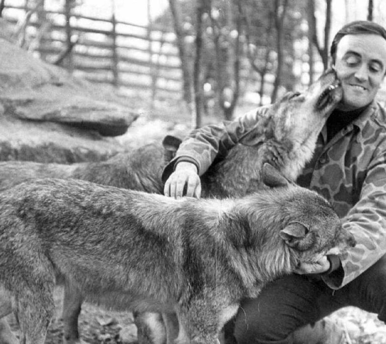 El cánido salvaje, el lobo según Félix