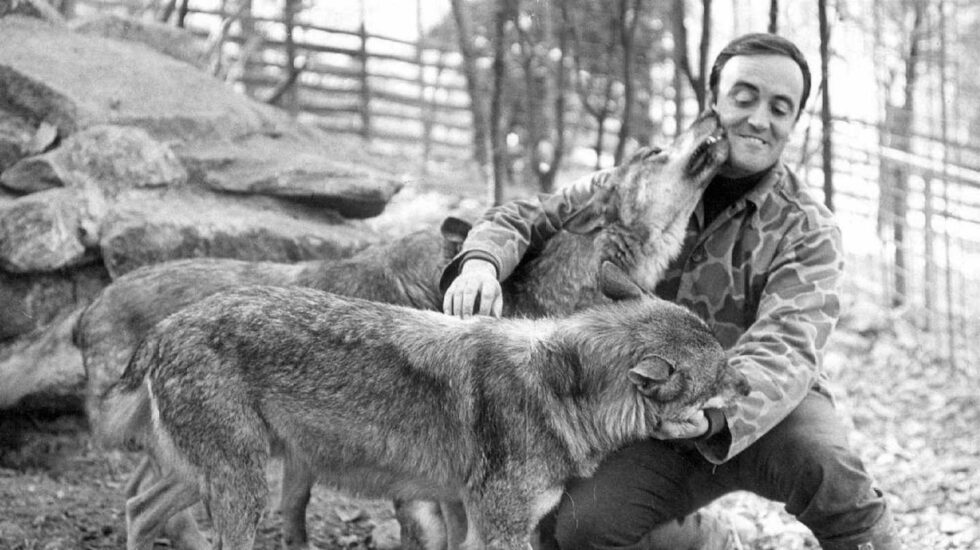 Félix Rodríguez de la Fuente con sus lobos.