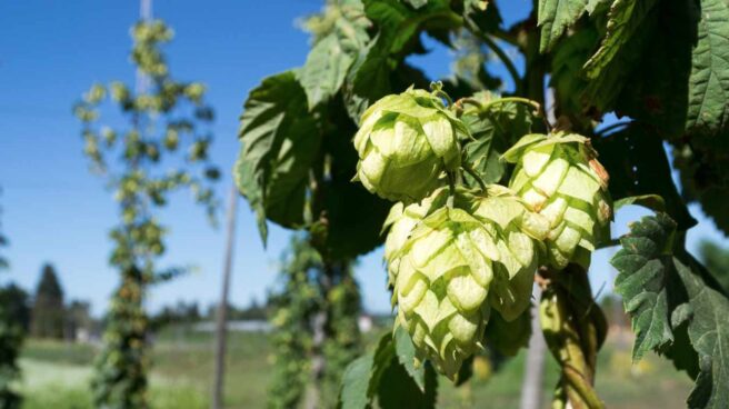 Cerveza sin lúpulo y más sostenible, gracias al corta-pega genético