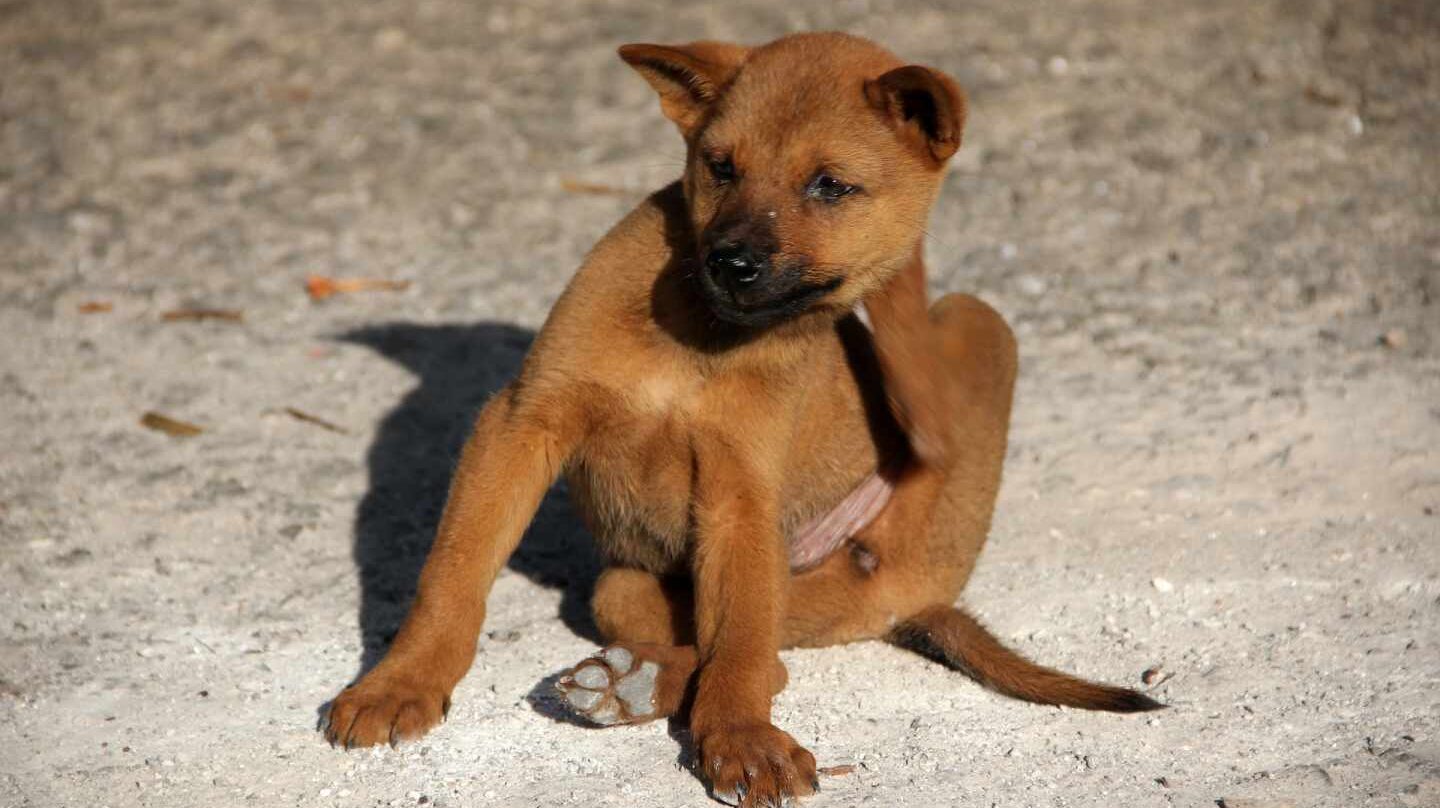 Del perro al lince: las mascotas propagan las pulgas por el mundo