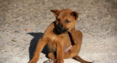 Del perro al lince: las mascotas propagan las pulgas por el mundo