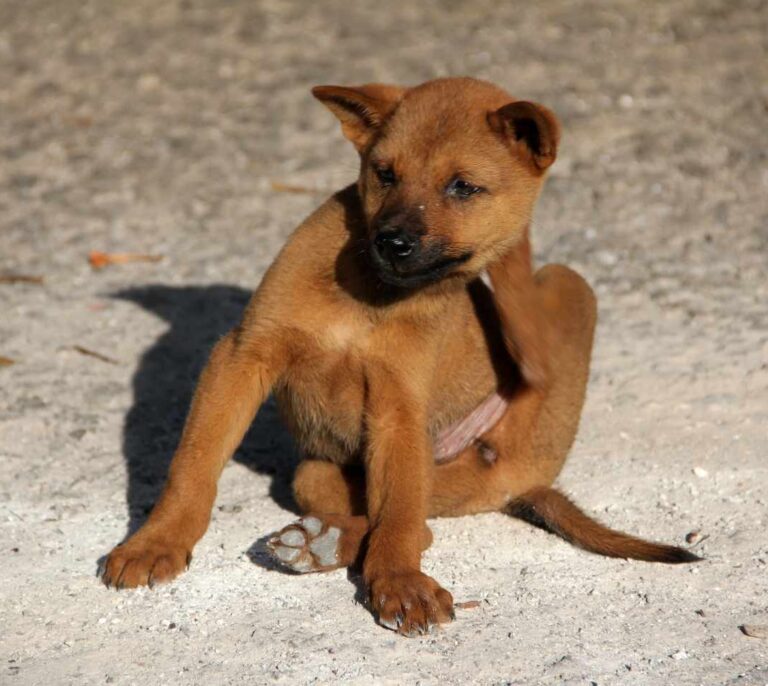 Del perro al lince: las mascotas propagan las pulgas por el mundo