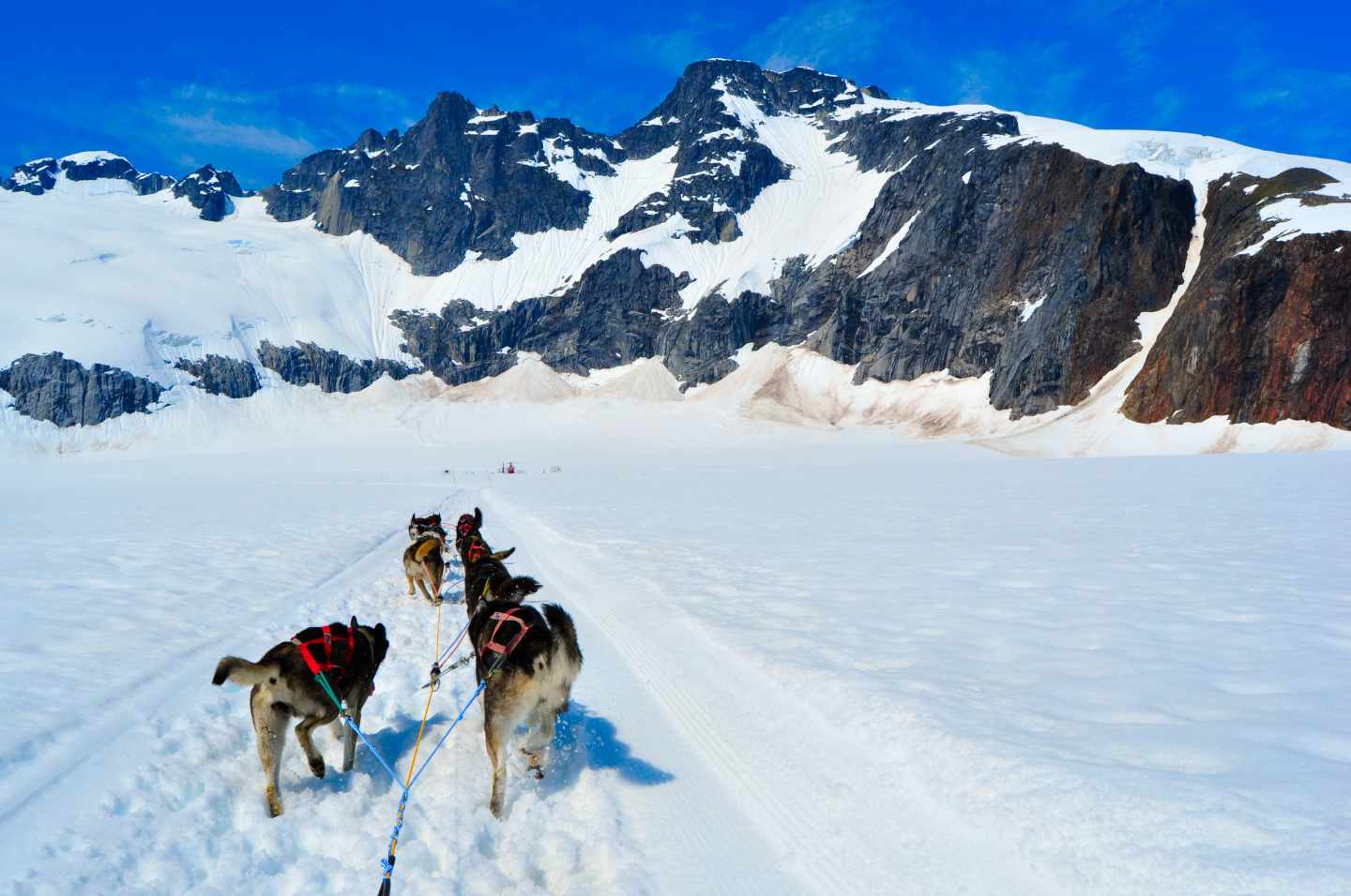 Iditarod: una aventura épica amenazada por la polémica animalista