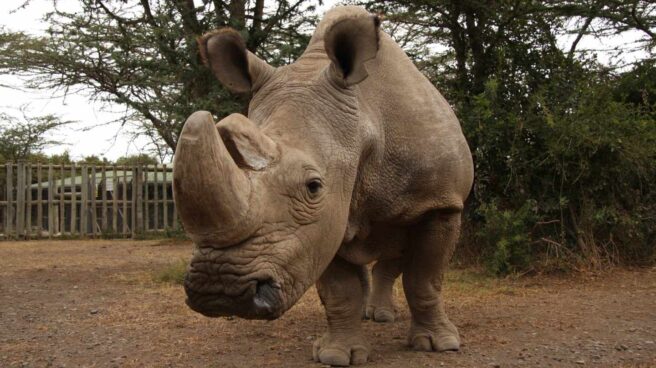 Muere Sudán, el último rinoceronte blanco