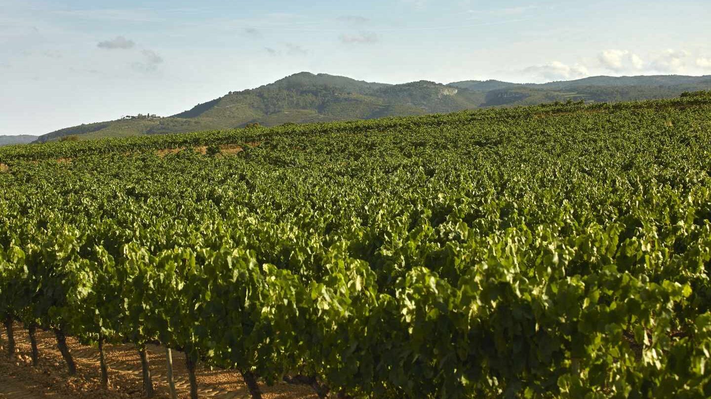 Una campaña denuncia la ineficiencia y los riesgos para la salud de las subvenciones al vino.