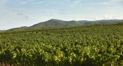 Las casas vacacionales junto a viñedos atrajeron a más de un millón de huéspedes de Airbnb en España