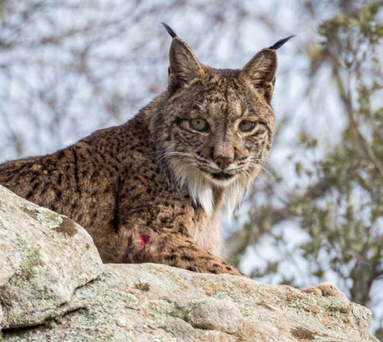 La Guardia Civil investiga la muerte de un lince ibérico en Córdoba
