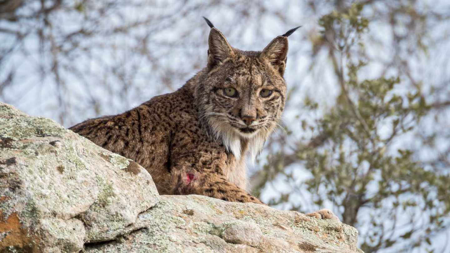 La Guardia Civil investiga la muerte de un lince ibérico en Córdoba