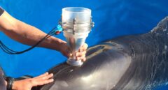 El secreto de los delfines para respirar bajo el agua