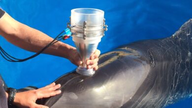 El secreto de los delfines para respirar bajo el agua