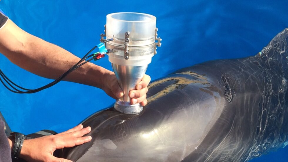 Estudiando cómo respiran los delfines y cuánto aguanta un delfín bajo el agua