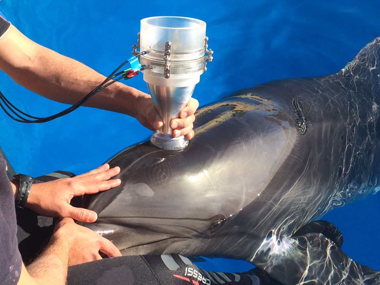Estudiando cómo respiran los delfines y cuánto aguanta un delfín bajo el agua