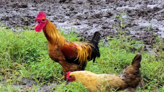 Todos deberiamos tener una gallina en casa. Esto no es normal es el nuevo libro de Joel Salatin.