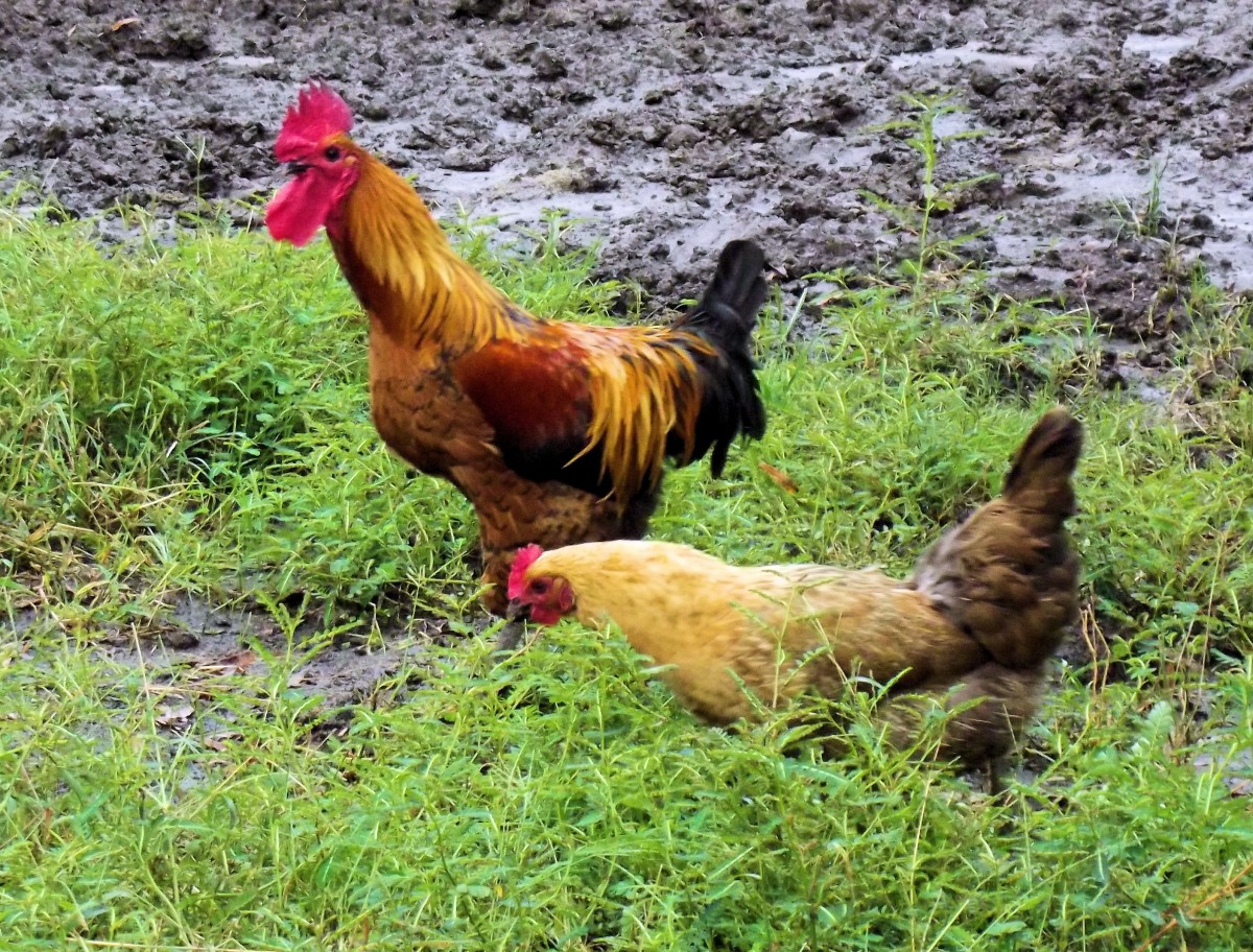 Todos deberiamos tener una gallina en casa. Esto no es normal es el nuevo libro de Joel Salatin.