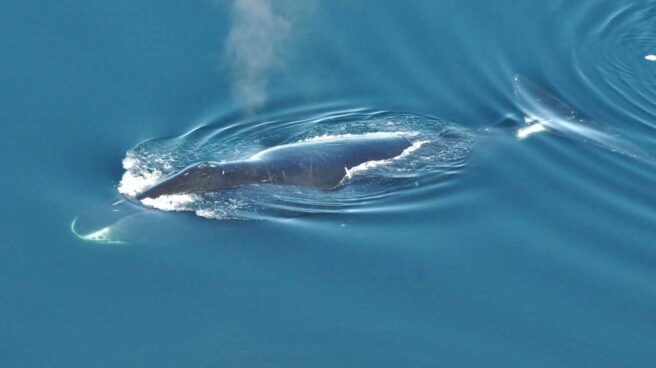 La ballena que canta 'jazz'