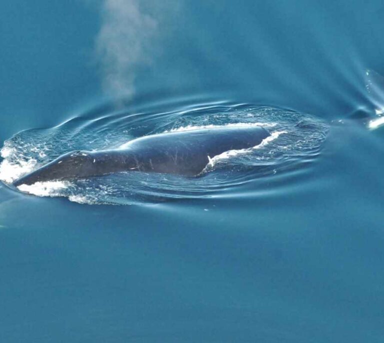 La ballena que canta 'jazz'