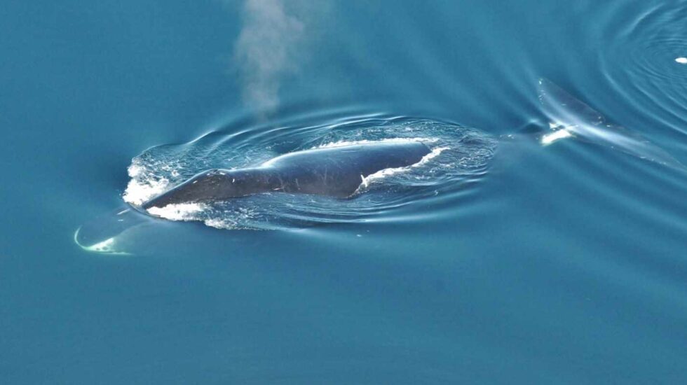 Ballena boreal, cantora de jazz