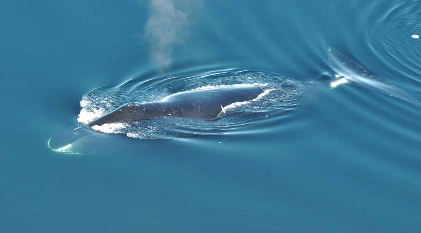 Ballena boreal, cantora de jazz