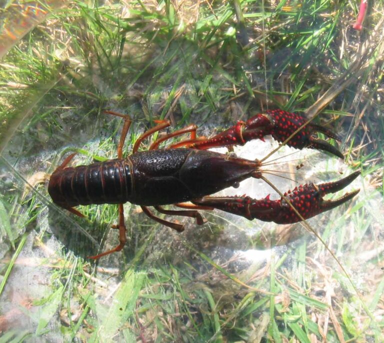 PP, PdeCat, Cs y PNV unidos para indultar especies invasoras