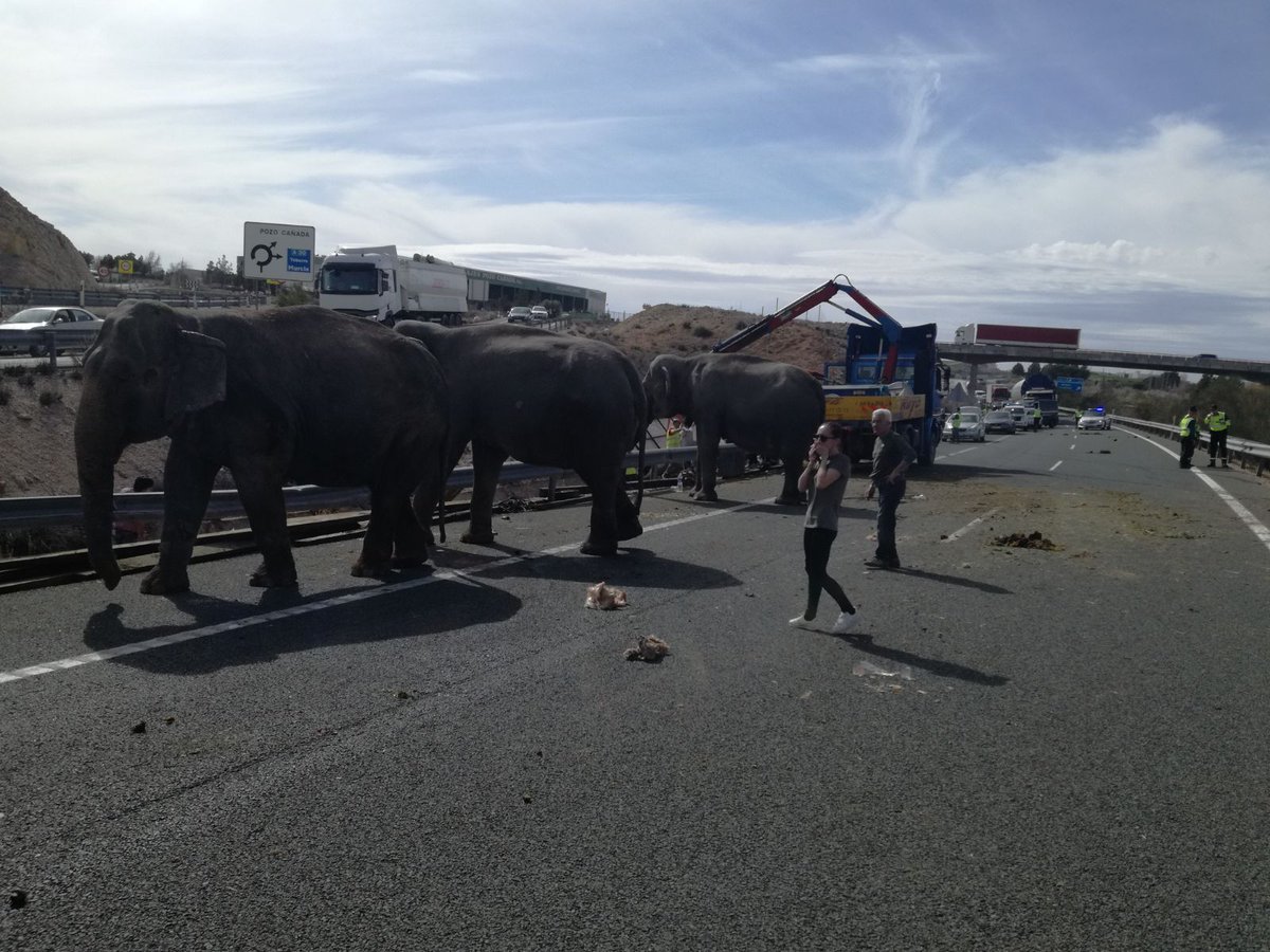 Elefantes en la vía tras el vuelco de un camión en la autovía A-30.