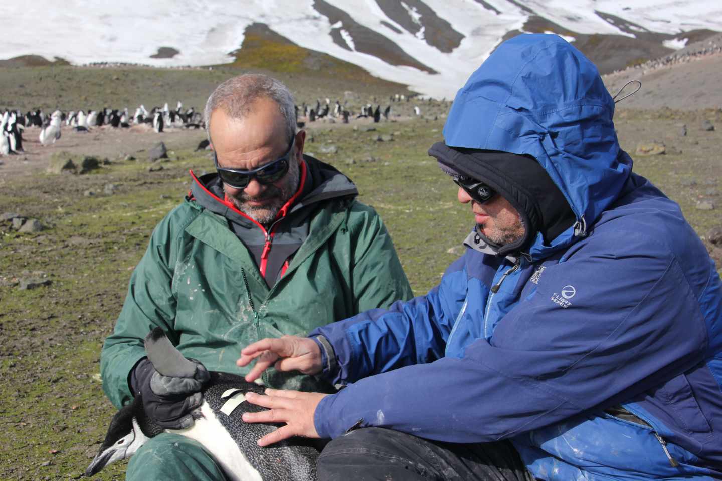 Investigadores de Pingufor colocan un dispositivo GPS a un pingüino.