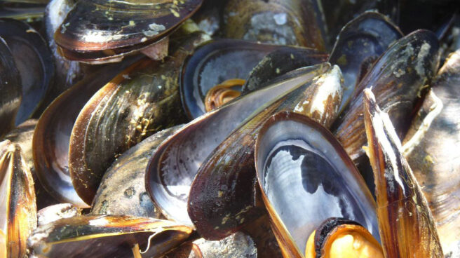 mejillones Sanidad alerta por una toxiinfección relacionada con el consumo de una marca de mejillón cocido congelado.