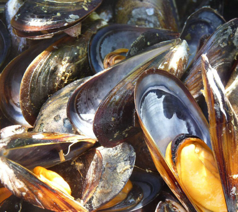 Sanidad alerta de un brote de toxiinfección por el consumo de mejillón de origen gallego
