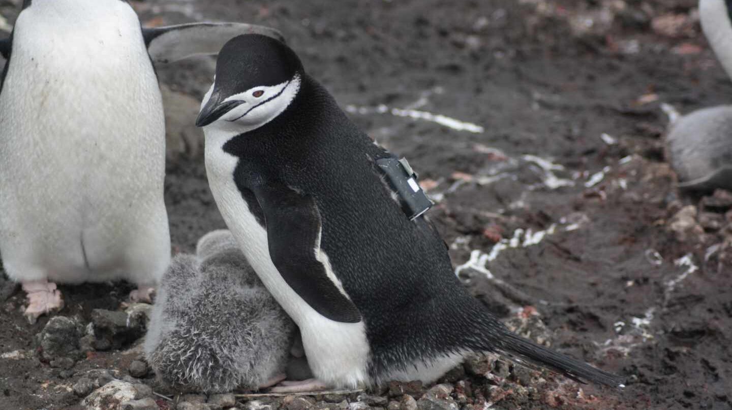 Adopta un pingüino