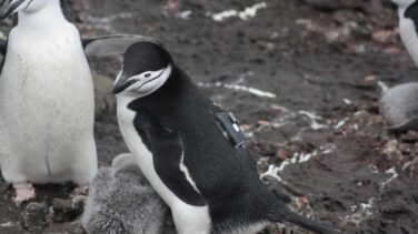 Adopta un pingüino