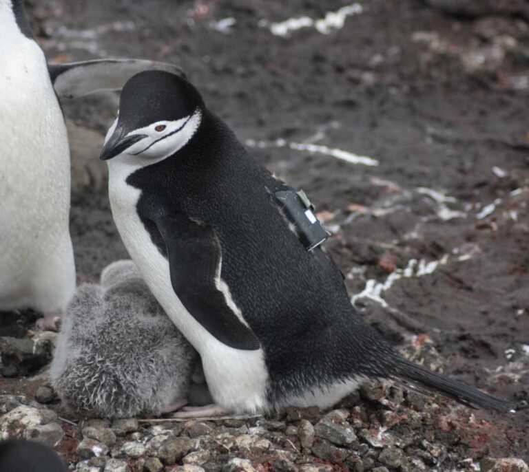 Adopta un pingüino