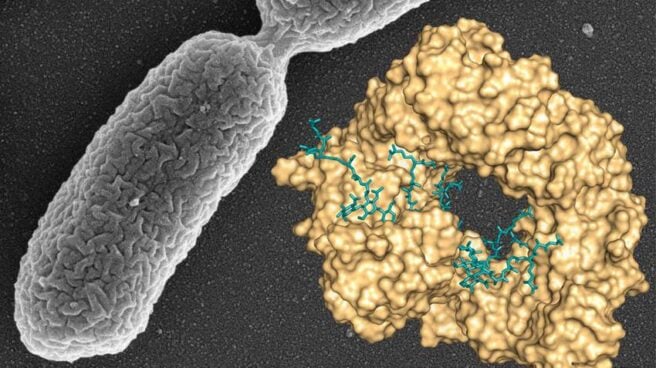 pseudomonas.jpg