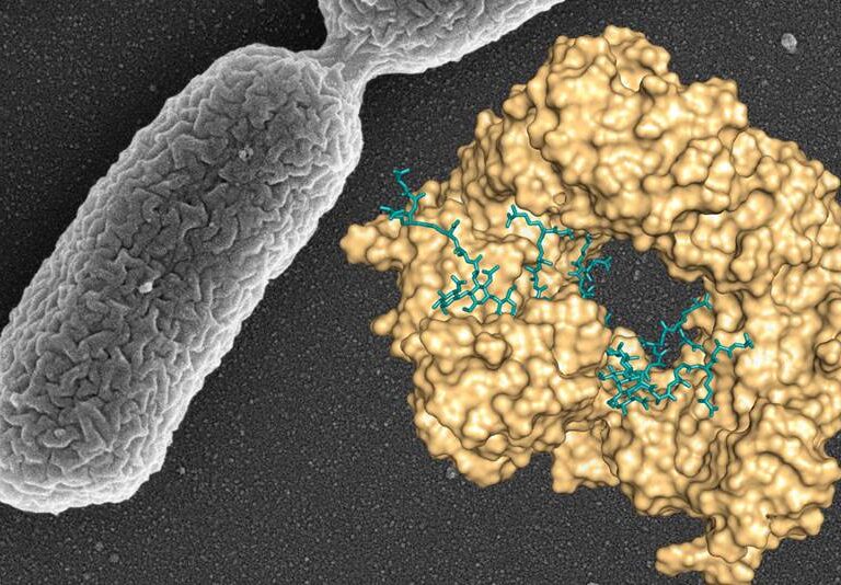 Avance del CSIC contra una de las bacterias que más infecciones causa en los hospitales