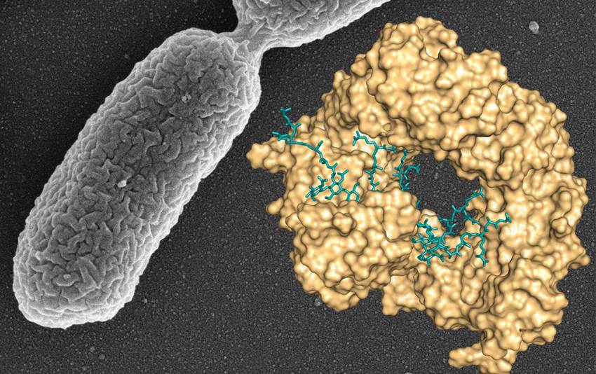 Avance del CSIC contra una de las bacterias que más infecciones causa en los hospitales