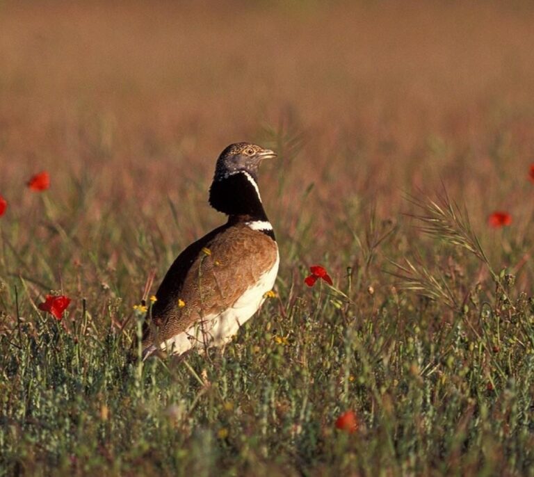 Una de cada ocho especies de aves del mundo está en riesgo de extinción