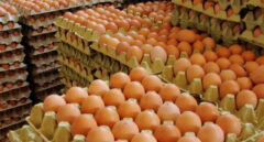 Alerta en Europa por un gran brote de salmonela vinculado a huevos españoles