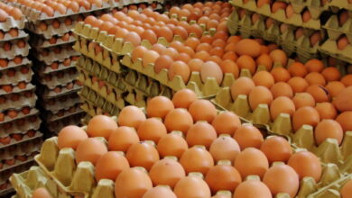 Alerta en Europa por un gran brote de salmonela vinculado a huevos españoles