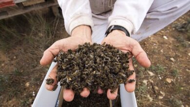 El herbicida glifosato puede hacer a las abejas más vulnerables