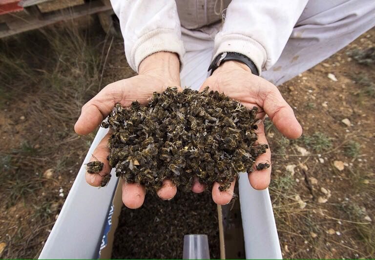 El herbicida glifosato puede hacer a las abejas más vulnerables