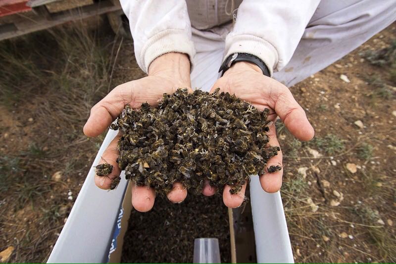 El herbicida glifosato puede hacer a las abejas más vulnerables