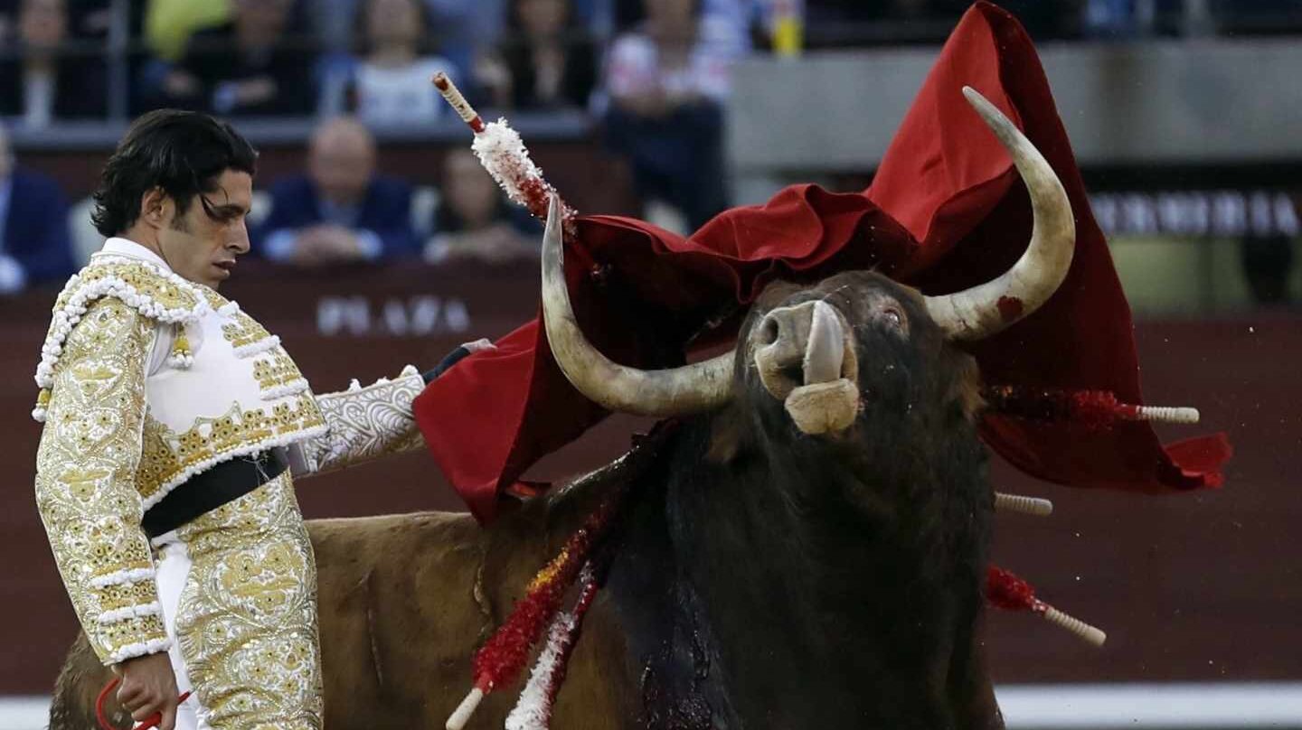 El diestro extremeño Alejandro Talavante, en su segundo toro "Rosito" de la ganadería de Núñez del Cuvillo, durante el noveno festejo de la Feria de San Isidro, en la plaza de Toros de Las Ventas .