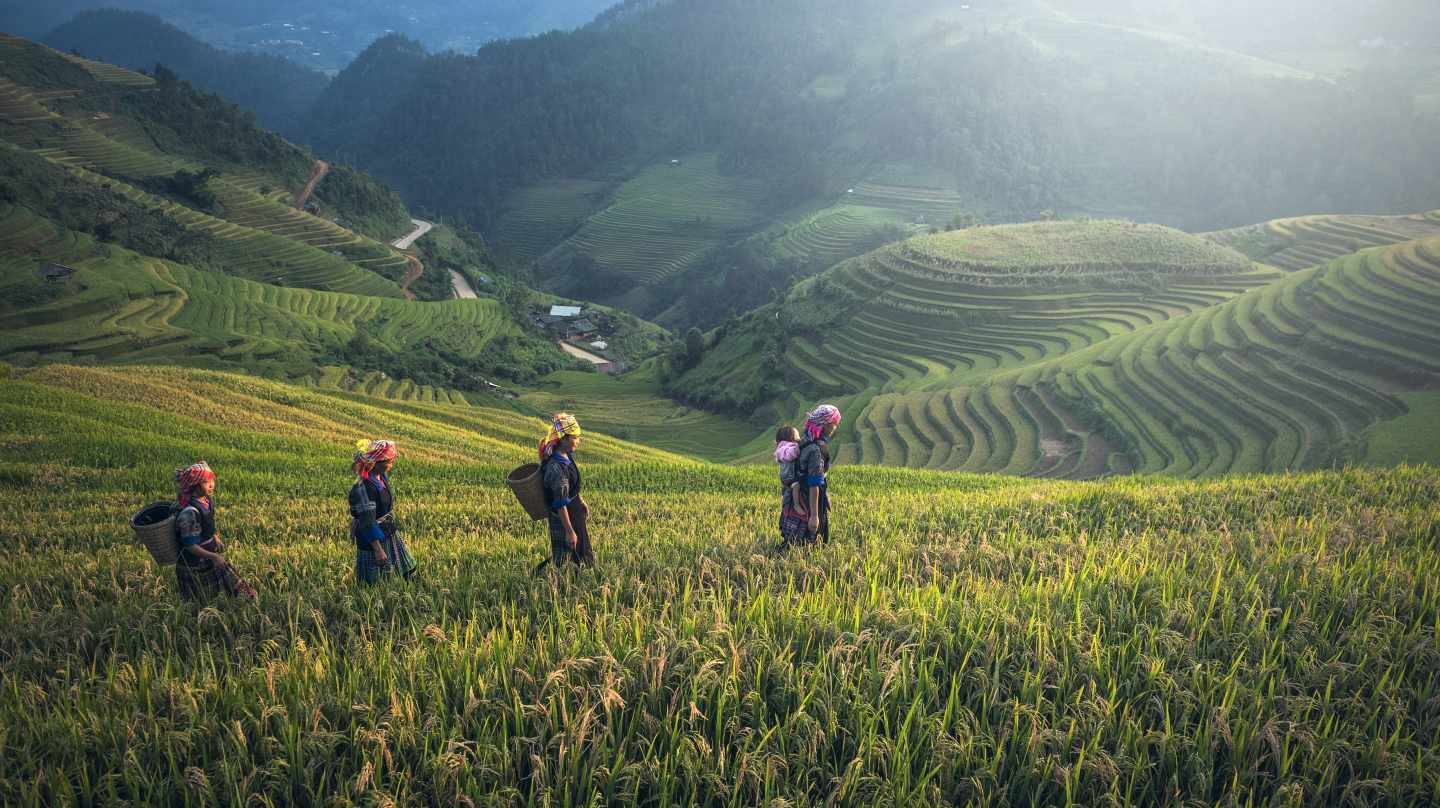 Cáscaras de arroz, una solución para regenerar el suelo cultivable