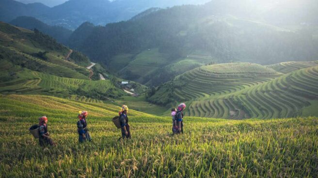 Cáscaras de arroz, una solución para regenerar el suelo cultivable