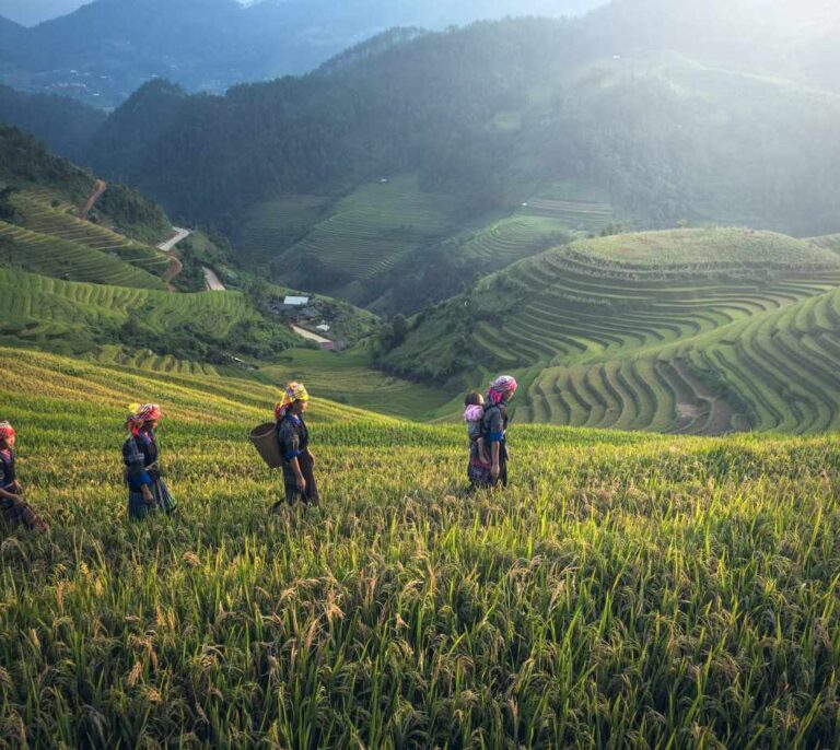 Cáscaras de arroz, una solución para regenerar el suelo cultivable