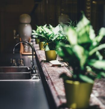 ¿Es eficaz tener plantas en casa para mejorar el aire que respiramos?