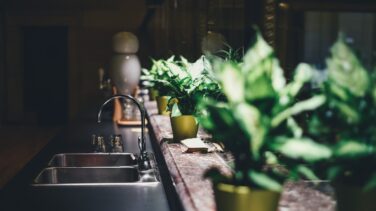 ¿Es eficaz tener plantas en casa para mejorar el aire que respiramos?