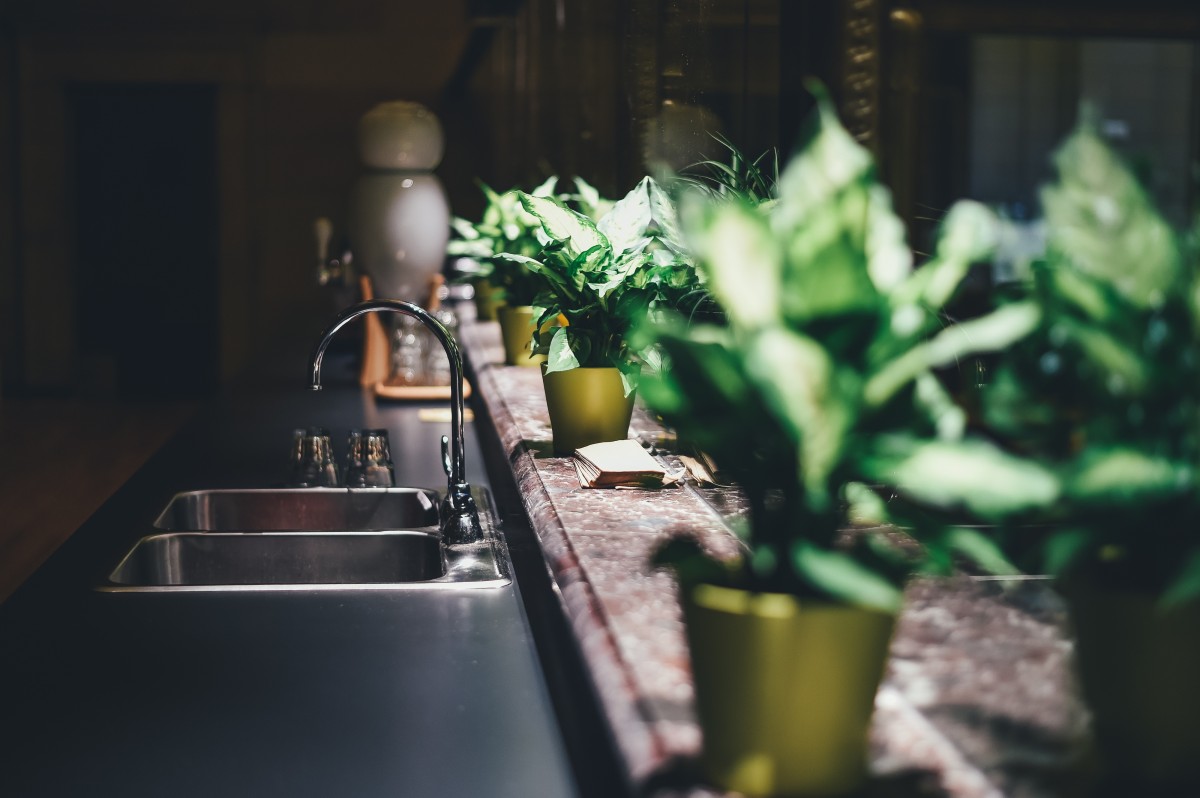 Las plantas, aliadas para mejorar el aire que respiramos en interior.