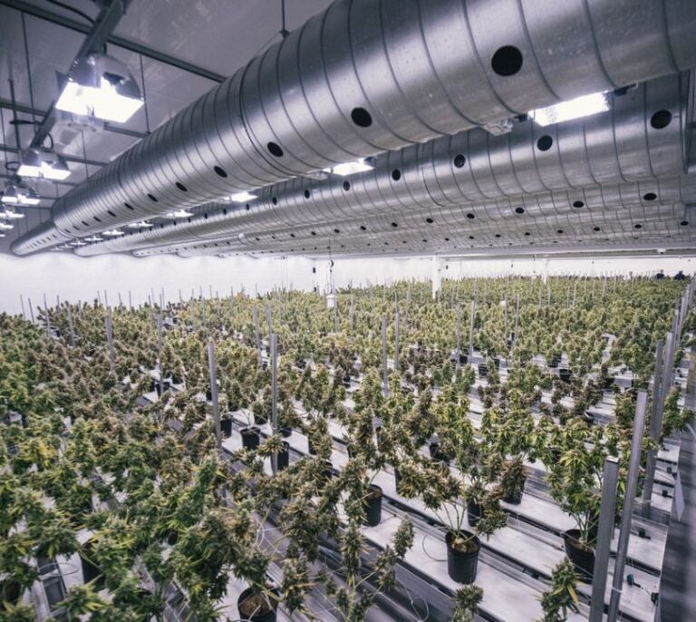 El mayor productor de marihuana del mundo solicita cotizar en Wall Street
