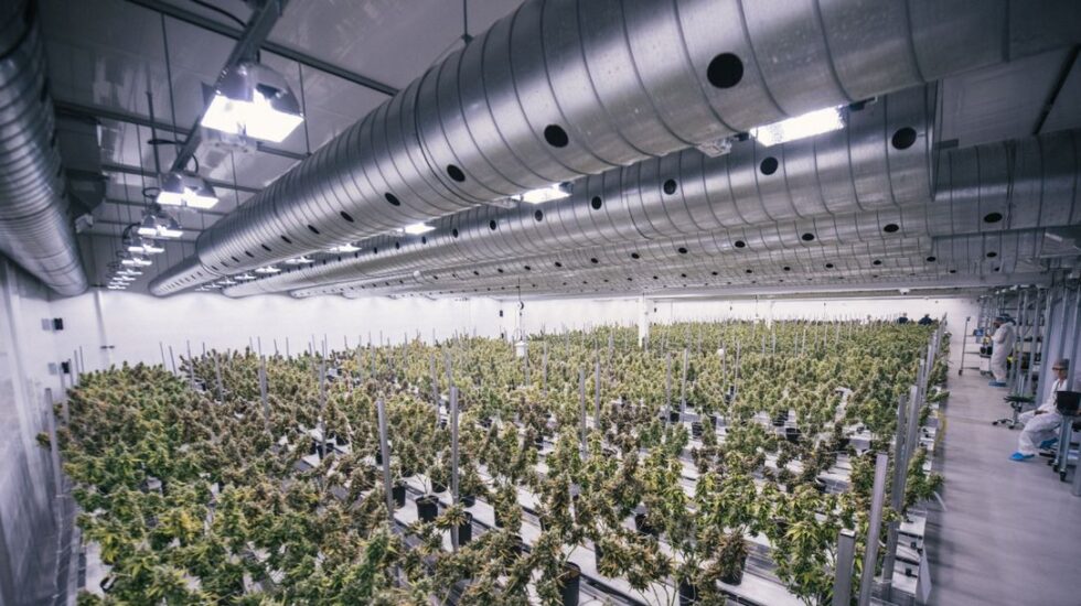 Plantación de Canopy Growth.