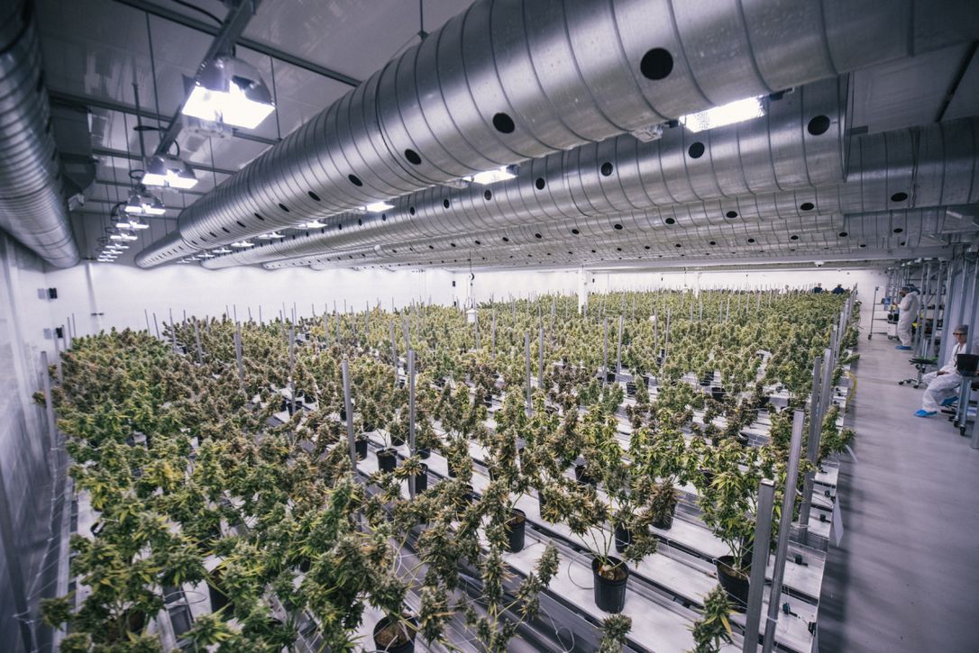 Plantación de Canopy Growth.